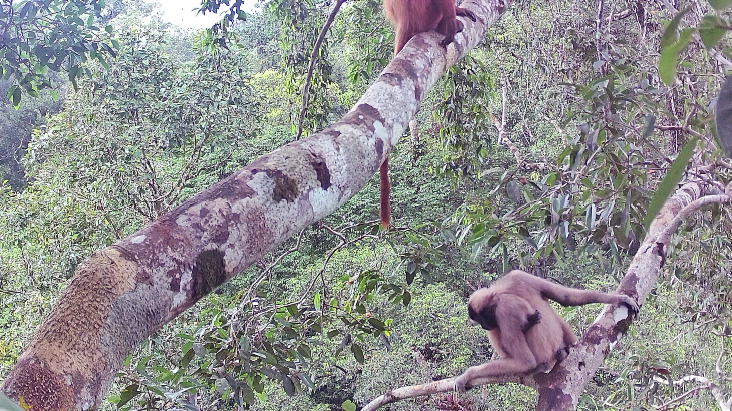 Gibbons and leaf monkeys feed on figs in the same tree. Image courtesy of 1StopBorneo Wildlife.