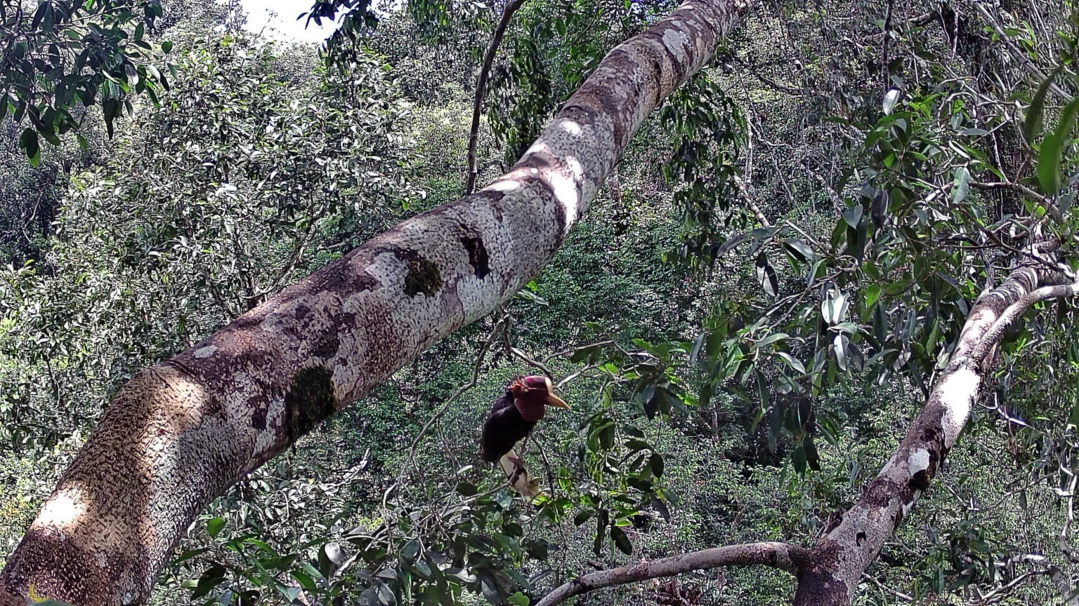 A critically endangered helmeted hornbill. Image courtesy of 1StopBorneo Wildlife. 