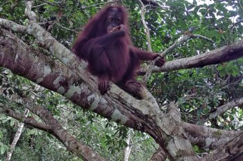 A Bornean orangutan in a fruiting fig tree. Image courtesy of 1StopBorneo Wildlife.