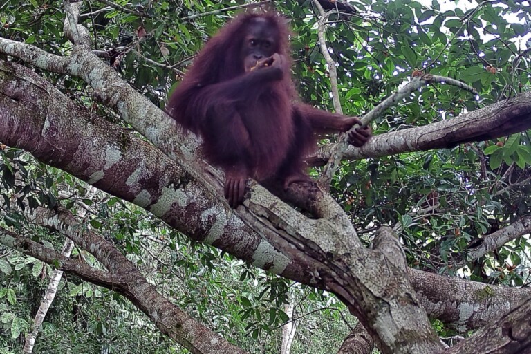 A Bornean orangutan in a fruiting fig tree. Image courtesy of 1StopBorneo Wildlife.
