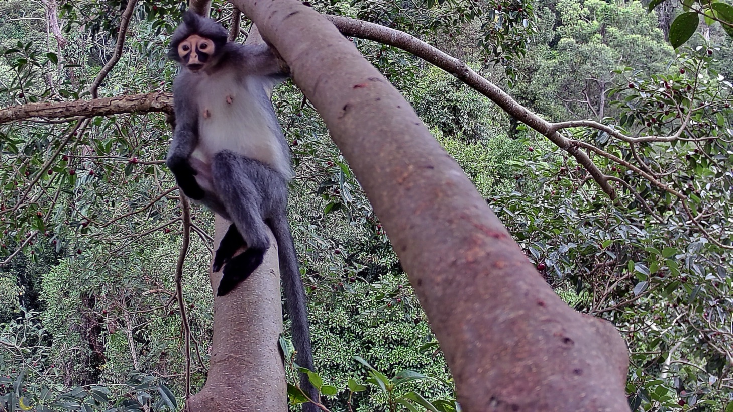 Camera traps on Ficus dubia and F. subcordata trees recorded rare species like this Sabah gray leaf monkey. Image courtesy of 1StopBorneo Wildlife. 