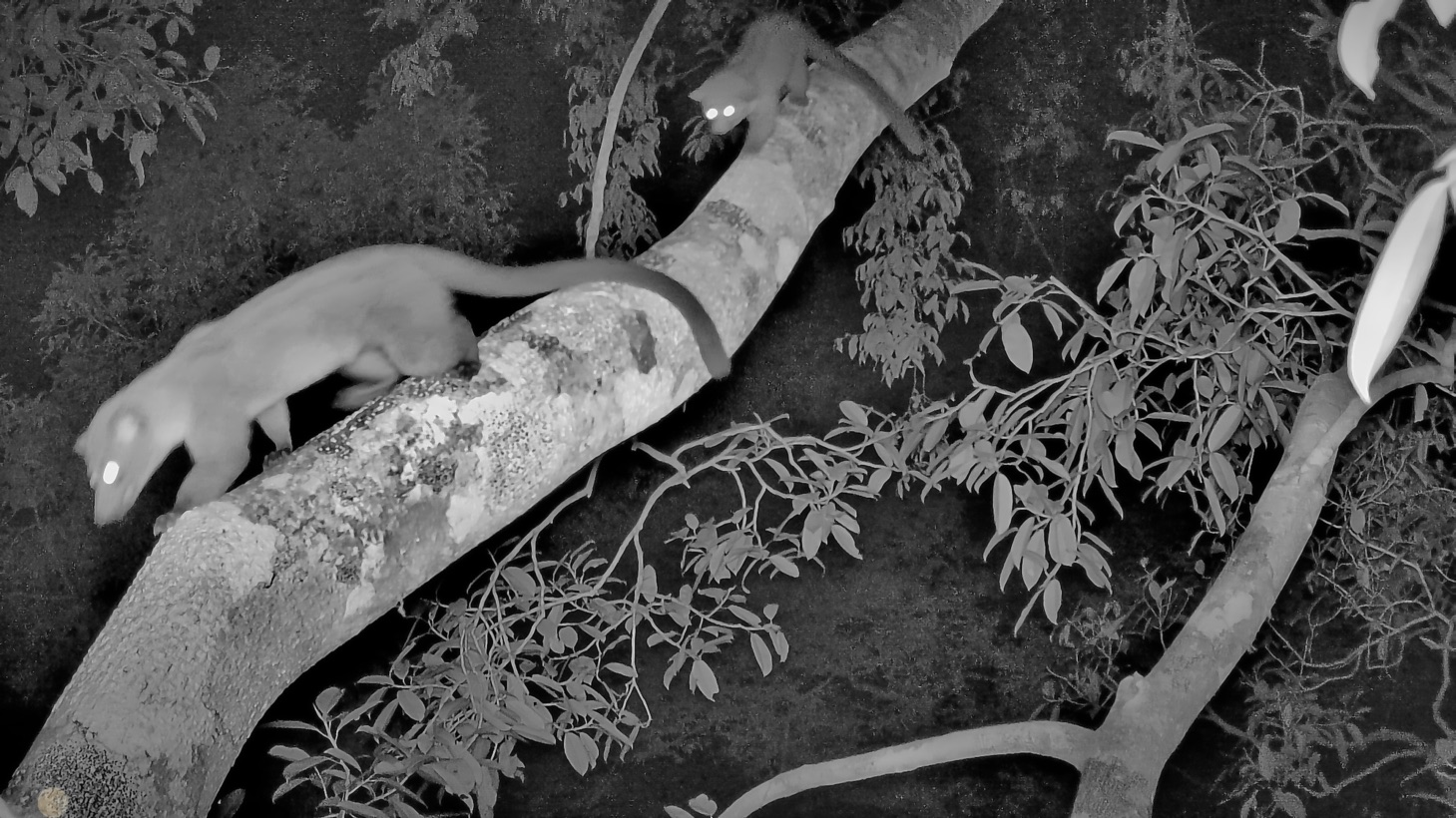 Striped palm civets in the canopy. Image courtesy of 1StopBorneo Wildlife. 
