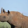 Black-rhino-a-Critically-Endangered-species-c-ZSL.jpg
