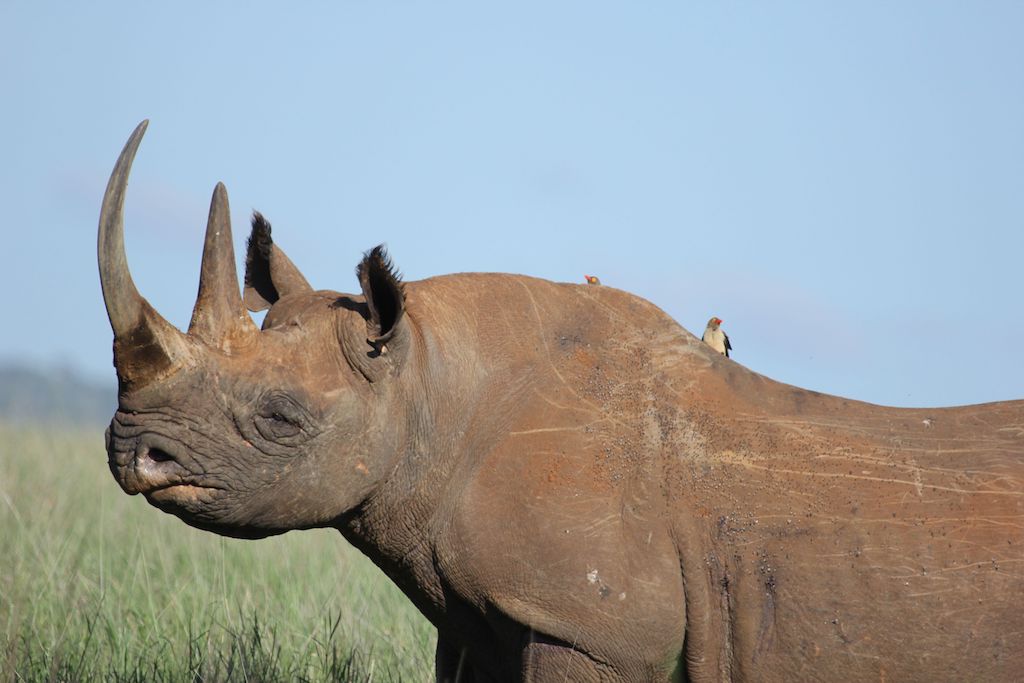 More than 10,000 species on brink of extinction need urgent action: Study
