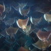 Mobula munkiana rays in the Sea of Cortez. Photo by Rhett Ayers Butler / Mongabay