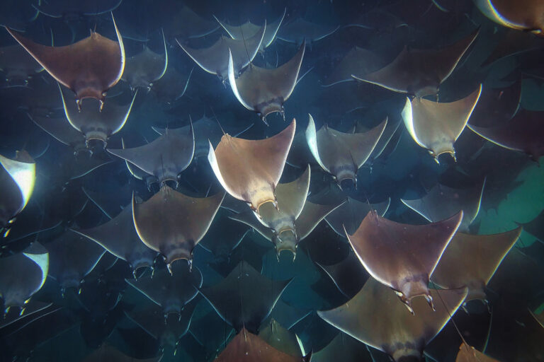 Mobula munkiana rays in the Sea of Cortez. Photo by Rhett Ayers Butler / Mongabay