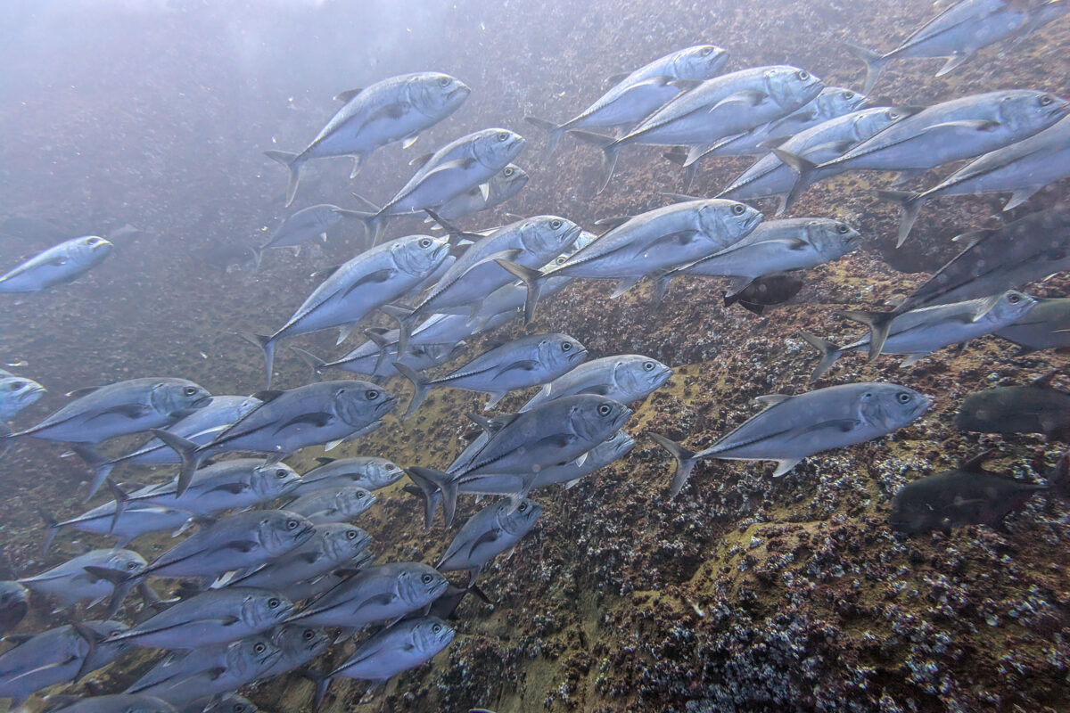 Bigeye trevally (Caranx sexfasciatus) off Isla San Benedicto. Photo by Rhett Ayers Butler.