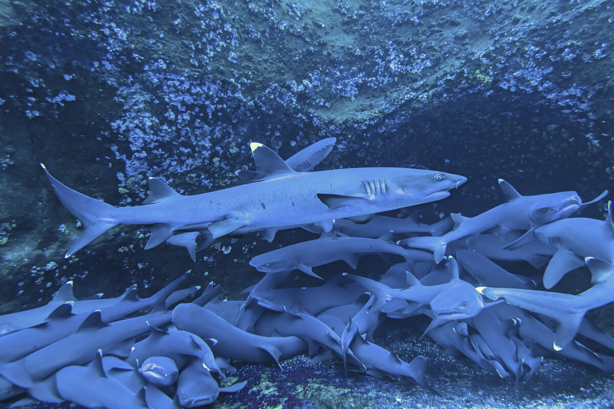 Bigeye trevally (Caranx sexfasciatus) off Roca Partida. Photo by Rhett Ayers Butler.