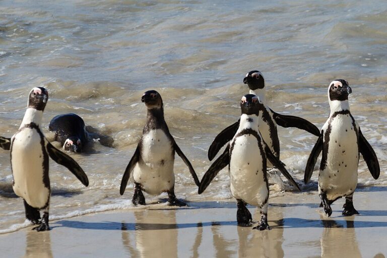 African penguins in Boulders beach, Simon’s Town. Image by Pierre-Selim Huard via Wikimedia Commons (CC BY 4.0).