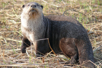A Cape clawless otter. Image by Mark Paxton via Wikimedia Commons (CC BY-SA 3.0).