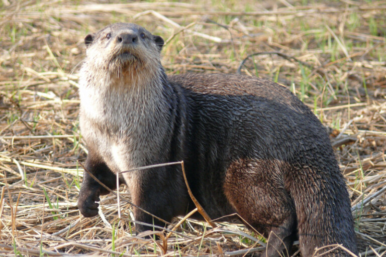 A Cape clawless otter. Image by Mark Paxton via Wikimedia Commons (CC BY-SA 3.0).