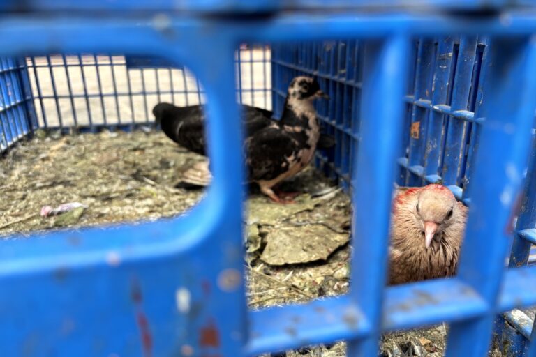 Birds captured by traders at a temple in Nepal. Image by Abhaya Raj Joshi/ Mongabay