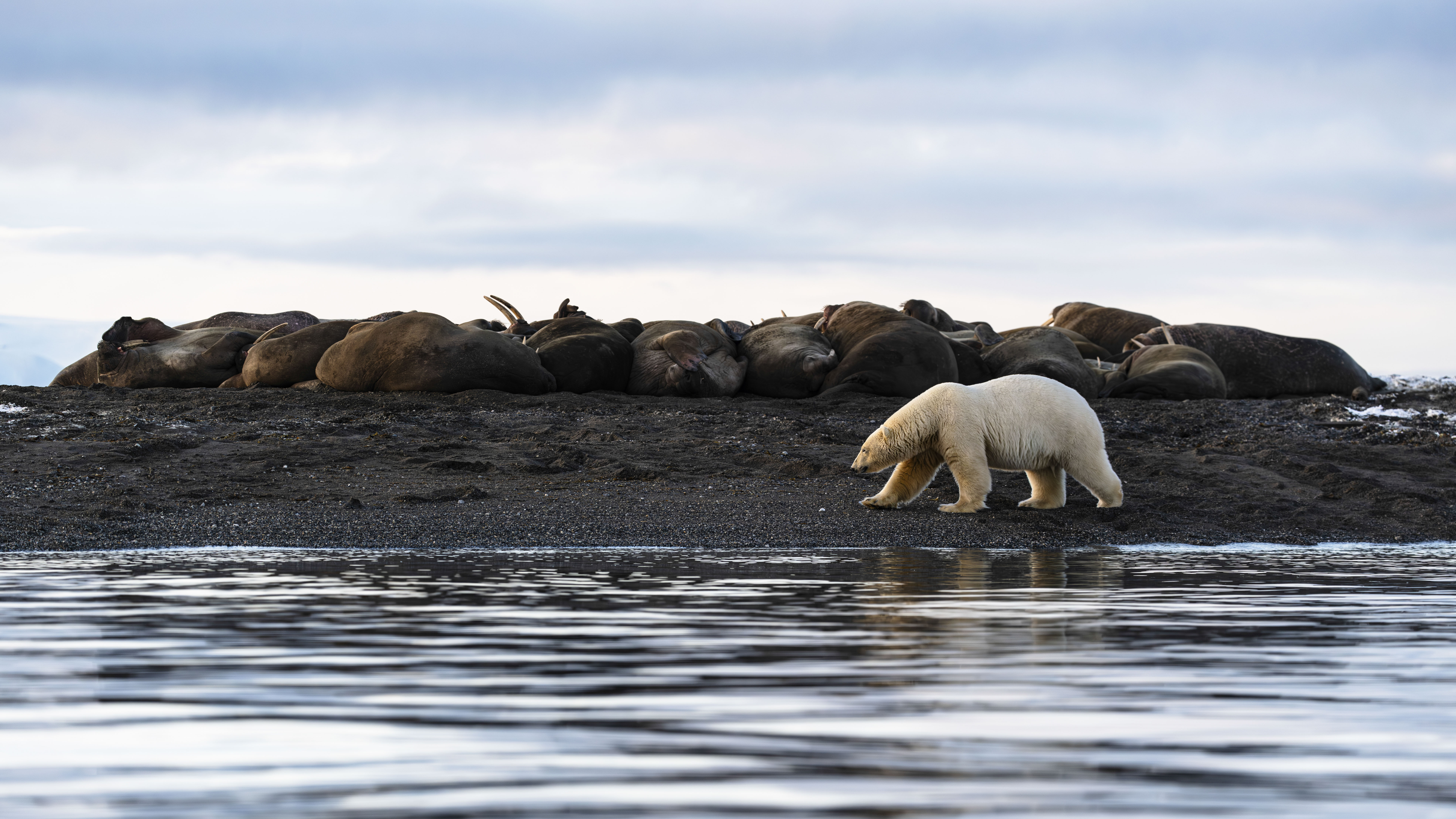 A polar bear (Ursus maritimus) walks alongside walruses (Odobenus rosmarus) in the Norwegian archipelago of Svalbard. A key priority for the ICC with regard to the agreement on marine biodiversity of areas beyond national jurisdiction is elevating the importance of Inuit hunting and fishing rights. “Many species we rely on live across large ranges or are highly migratory — polar bears, walruses and most whales — thus we must necessarily have some influence on how they are managed and conserved when they are away from home,” Victoria Qutuuq Buschman, marine management advisor at ICC Greenland, told Mongabay. Image courtesy of Jens Wikström/Ocean Image Bank.