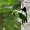 A red-lored amazon.