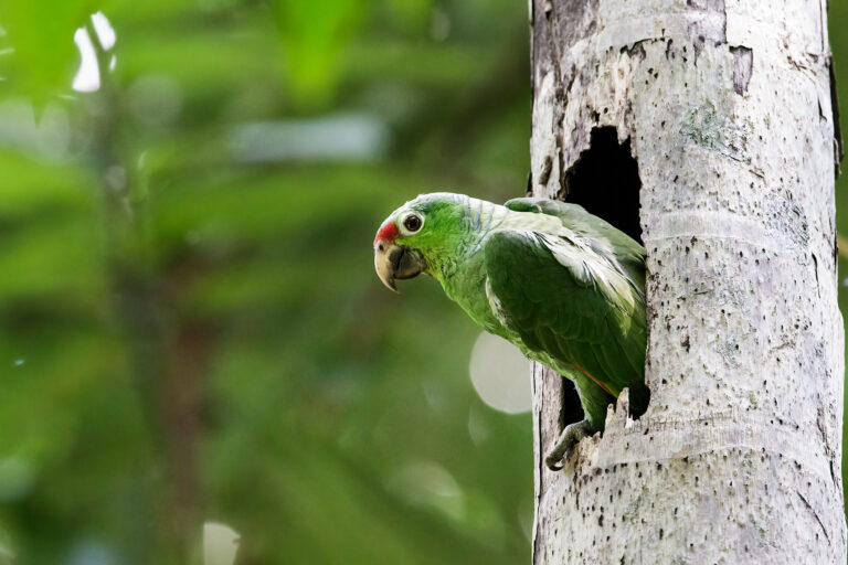 A red-lored amazon.
