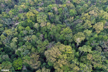 The Amazon Rainforest in Brazil. Image by Rhett A. Butler/Mongabay.