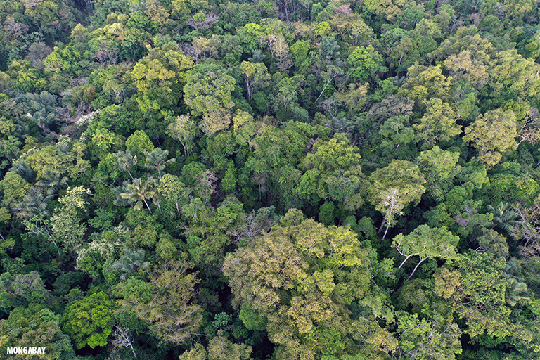 Community patrolling reduced environmental crime by 80% in the Amazon