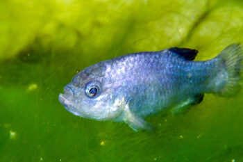 Devils Hole pupfish in the Ash Meadows Fish Conservation Facility. Photo by Olin Feuerbacher/USFWS