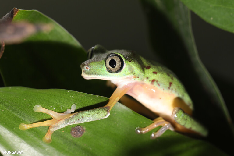 The critically endangered lemur leaf frog (Agalychnis lemur), found in Costa Rica, Panama and Colombia. Image by Rhett A. Butler/Mongabay.