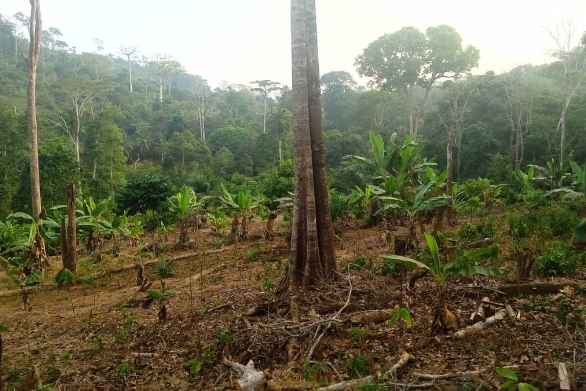 photo of Cocoa boom fuels new wave of deforestation in Cameroon image