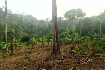 Deforested land in Nkondjock district with newly planted cacao saplings. Image courtesy of Communauté et Développement Durable (CODED), Cameroon.