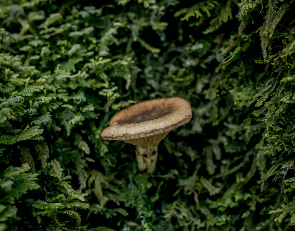 photo of Global maps reveal where mycorrhizal fungi thrive — and where they’re unprotected image