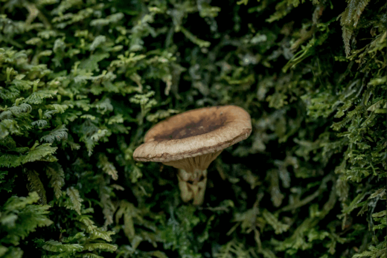 The mycorrhizal mushroom Austropaxillus betuloides emerges from a hyper-diverse but hidden underground fungal community in La Araucania, Chile Credit Tomás Munita