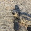 A loggerhead hatchling in Boa vista. Image courtesy of The Turtle Foundation.