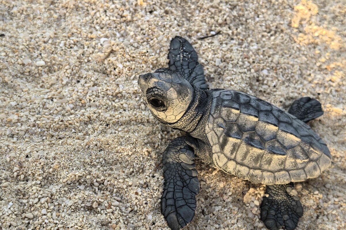 photo of Former poachers guard Cabo Verde’s endangered sea turtles image