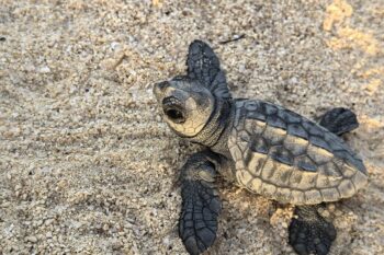 A loggerhead hatchling in Boa vista. Image courtesy of The Turtle Foundation.