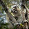 Verreaux's sifaka (Propithecus verreauxi) John Quine via Flickr (CC BY-NC-SA 2.0)