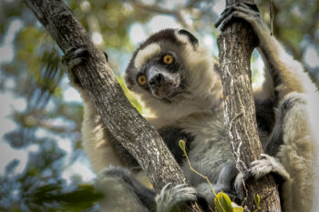 Verreaux's sifaka (Propithecus verreauxi) John Quine via Flickr (CC BY-NC-SA 2.0)