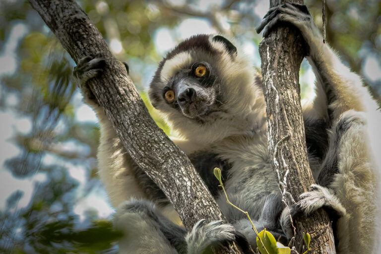 Verreaux's sifaka (Propithecus verreauxi) John Quine via Flickr (CC BY-NC-SA 2.0)