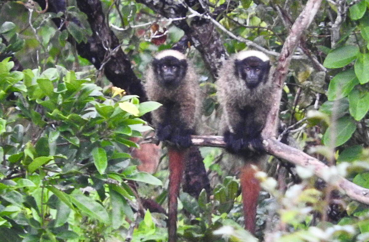 Comibra filho’s titi monkey 