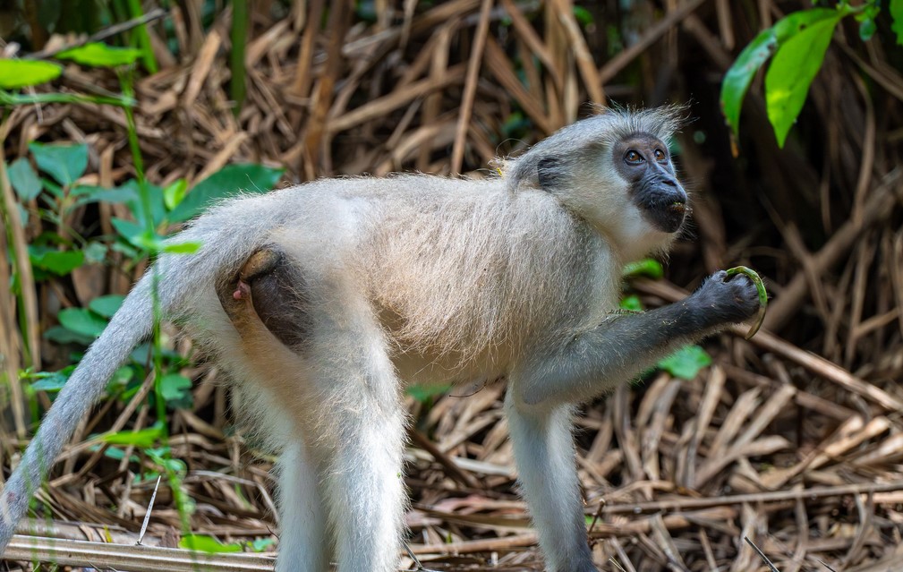 Tana River crested mangabey (Cercocebus galeritus) Image by Jane Kempler and Andy Goldby via iNaturalist (CC BY-NC-ND 4.0)