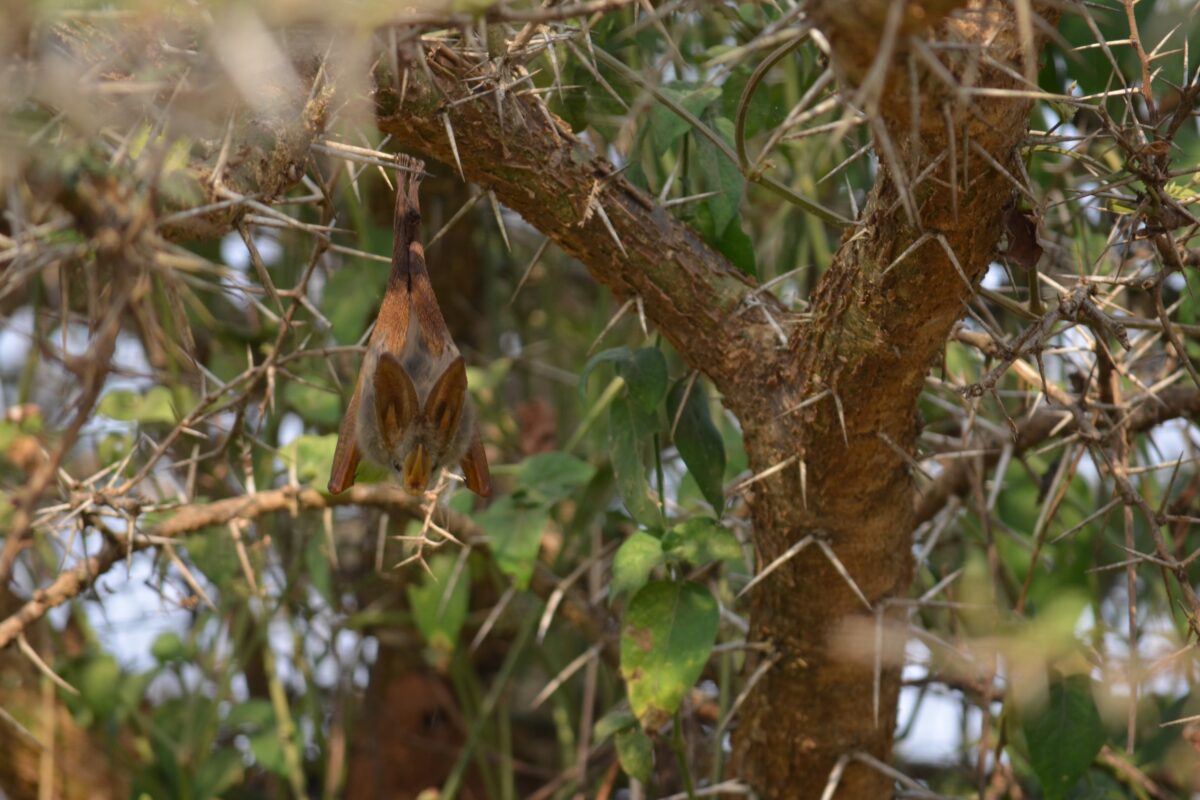 African bats require monitoring in protected areas, study finds