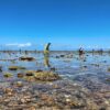 A fisher “foot fishing” on the reef flat of Anjouan at low tide.