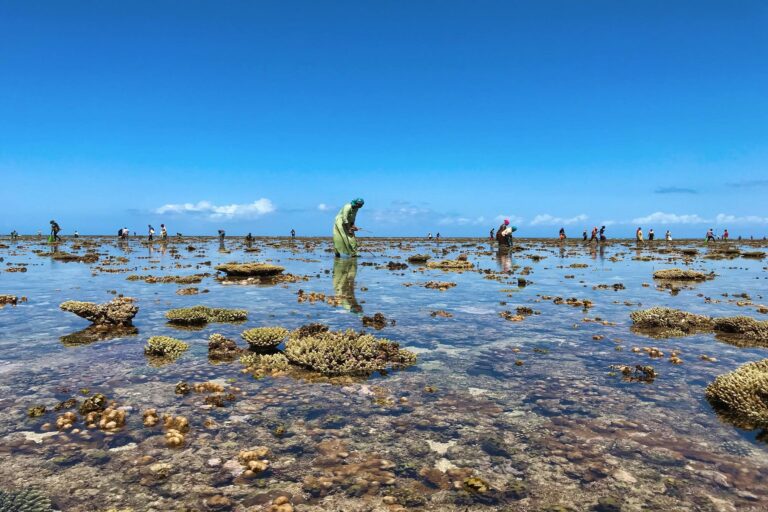A fisher “foot fishing” on the reef flat of Anjouan at low tide.