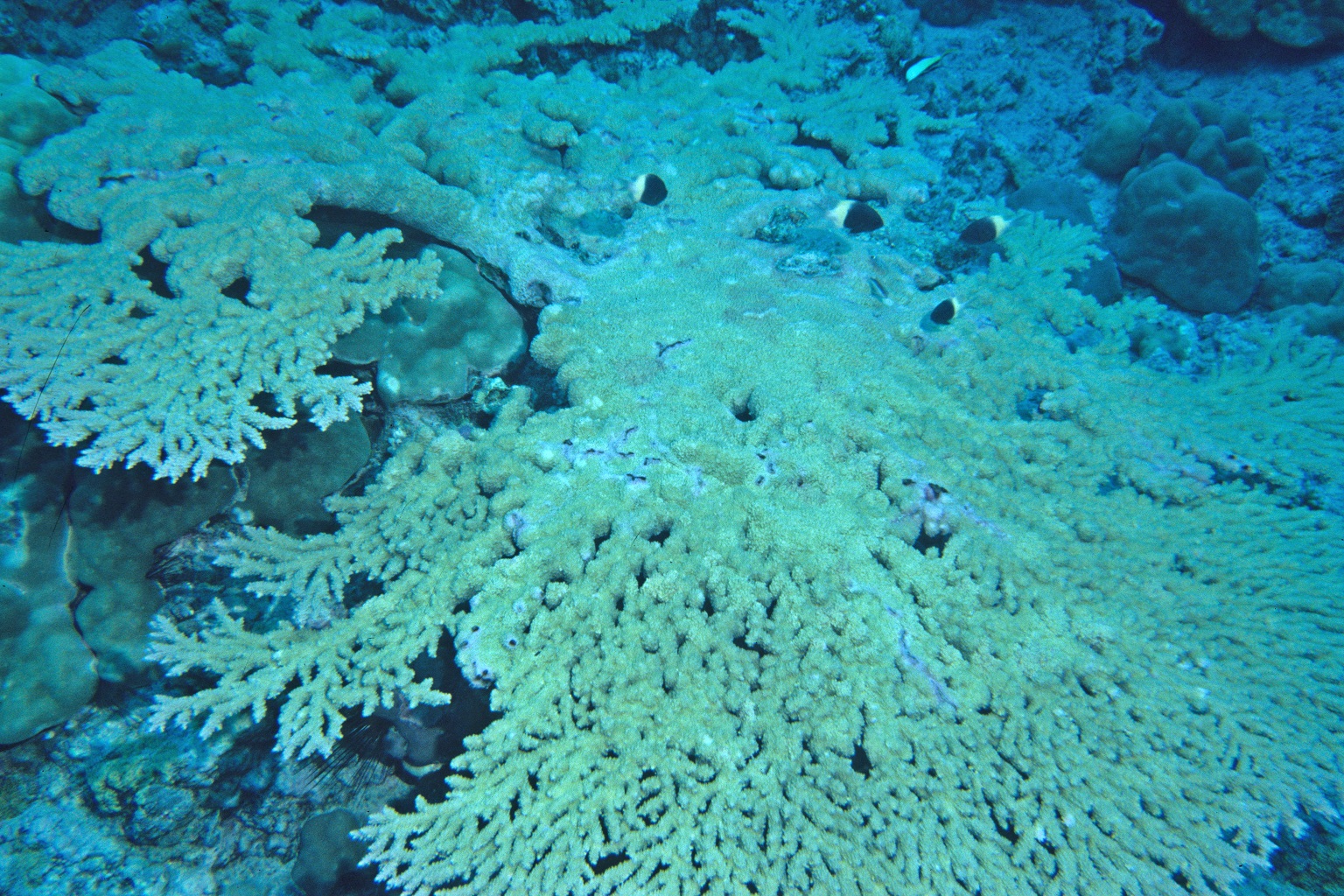 Branched coral growing over other corals off of Le Galawa Beach in Comoros.