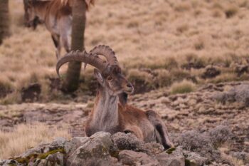 A male Walia ibex in Ethiopia. Image courtesy of Paul Scholte.