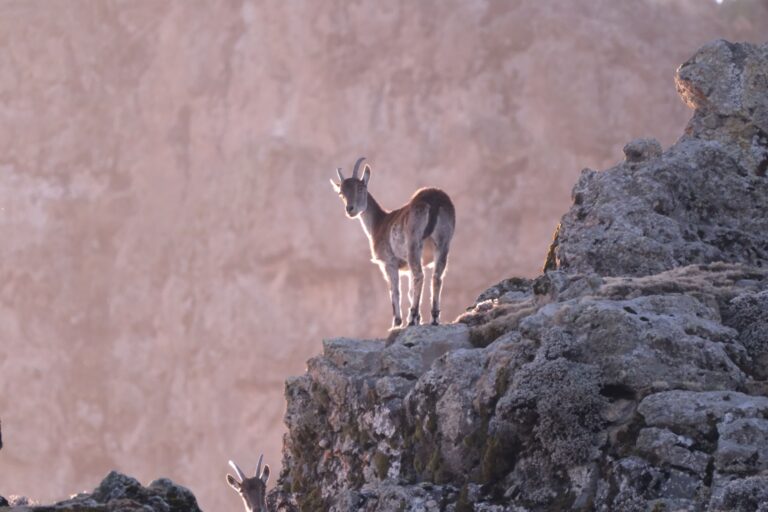 A female Walia ibex in Ethiopia. Image courtesy of Paul Scholte.