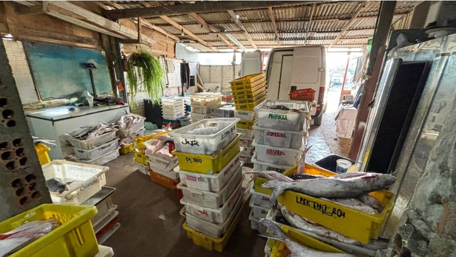 Authorities discovered an illegal processing station for angelshark and other protected species in a house in Guaíba, Rio Grande do Sul state, earlier this year. Image courtesy of Igor de Almeida Sema-RS.