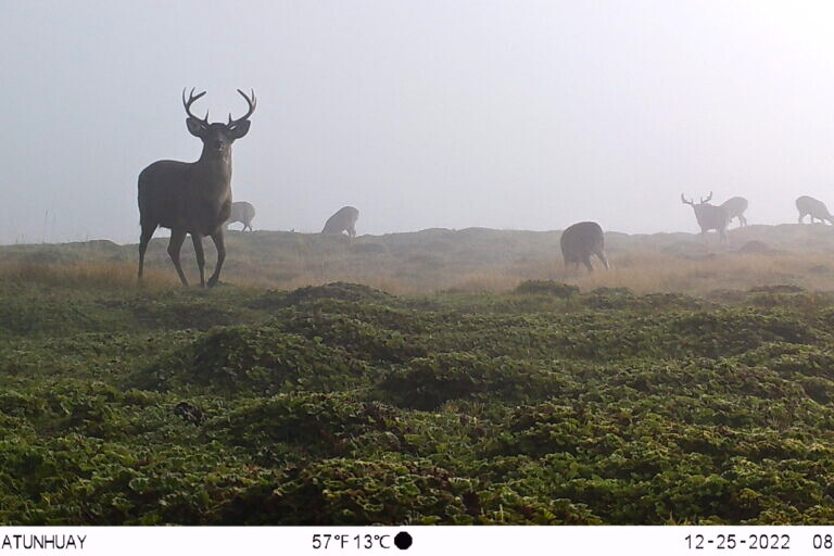  A group of white-tailed deer feeding in the páramos on a cloudy morning. Image courtesy of Fundación Cóndor Andino