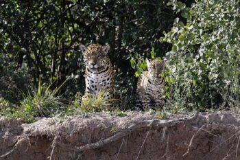 Nalá and her cub spotted on the banks of the Bermejo River in Argentina’s El Impenetrable National Park. Image courtesy of Pablo Luna.