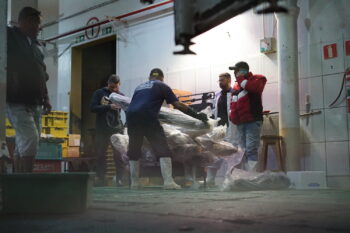 Workers at the CEAGESP food warehouse in São Paulo sort shark meat for distribution. Image by Philip Jacobson/Mongabay.