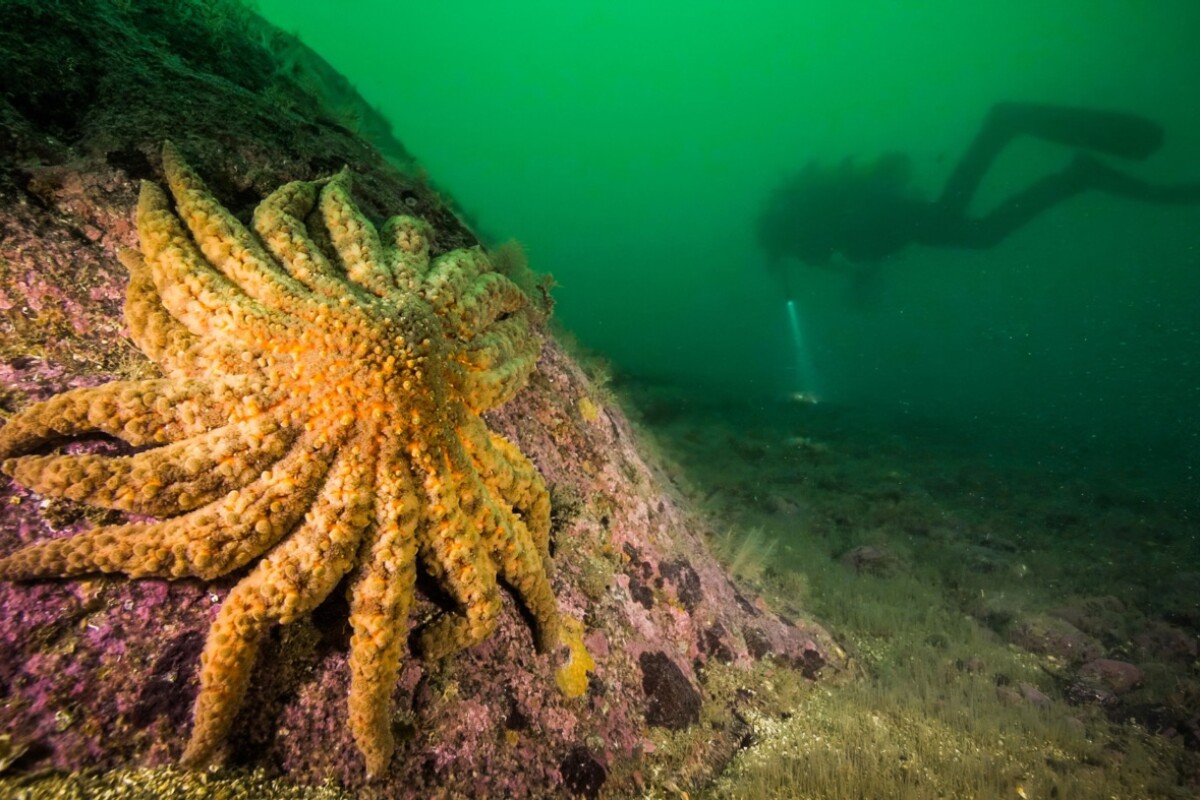 photo of Scientists identify the bacterium behind billions of sea star deaths image