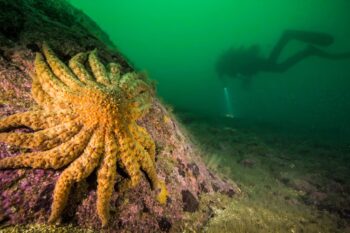 Sunflower sea star in Knight Inlet, Canada. Image courtesy of Grant Callegari/Hakai Institute.