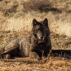 A gray wolf