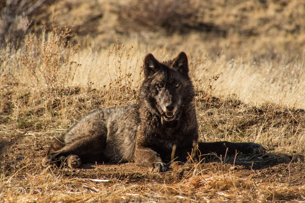 Wolves’ continued spread in California brings joy, controversy & conflicts