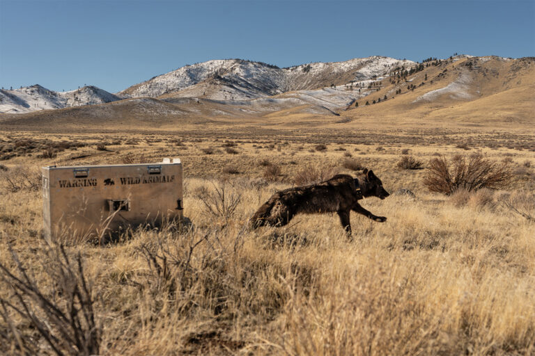 A wolf being released into the wild after getting a GPS collar.